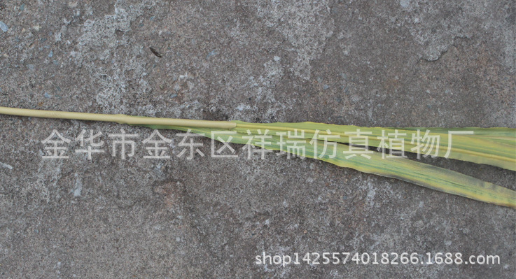 XRB-68单枝水稻6叶1穗80厘米7