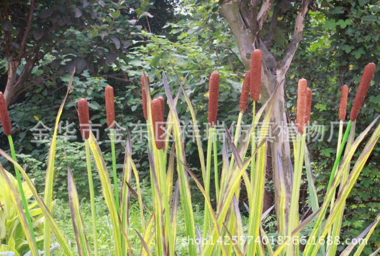 XRB-075单枝香蒲9叶150CM叶子花2