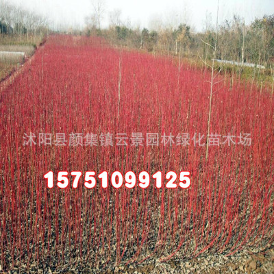 Base Direct selling green engineering Cornus alba seedlings Complete specifications Ma ball Landscape nursery stock