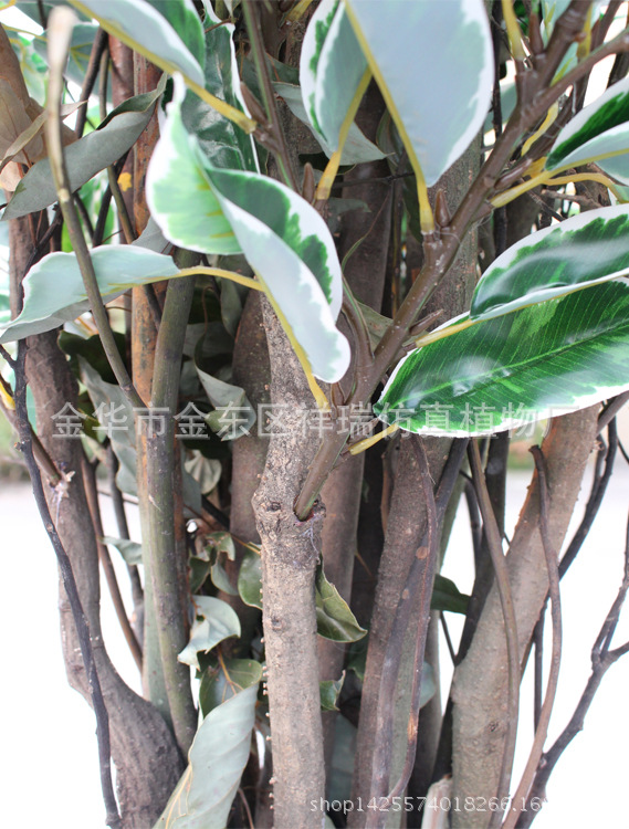 XRS-125盆栽白边香樟叶树660叶70厘米2