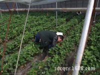 Los fabricantes venden al por mayor películas agrícolas y suministran una gran cantidad de películas de plástico, películas de PE