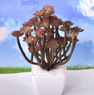 Guangzhou Simulated Succulents, High Artificial Soft Rubber Green Plants, Micro-Landscape Landscaping Plants, 34 Desert Flowers