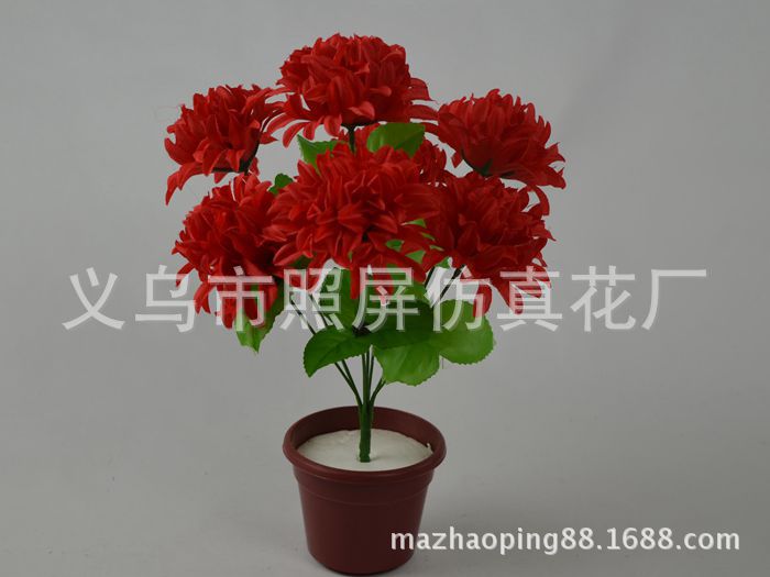 7頭爪菊9