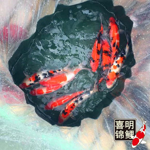 25���փ��|���x�t�ס���ɫ���Ѻ͡��׌��������\���~���N���w���l