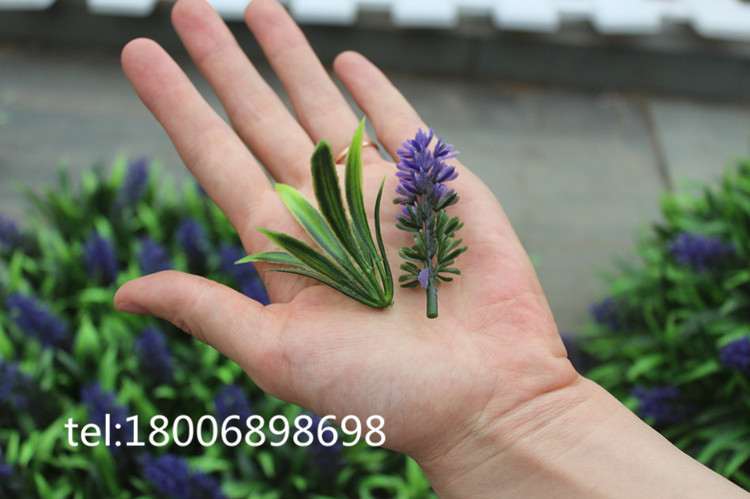 IMG_4885_副本_副本_副本