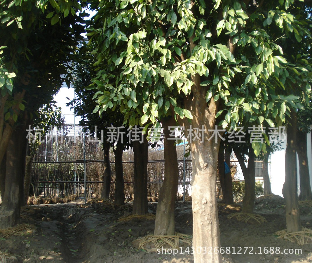 香泡树 大树 行道树 基地供应 各种规格 品种齐全 量大从优-阿里巴巴