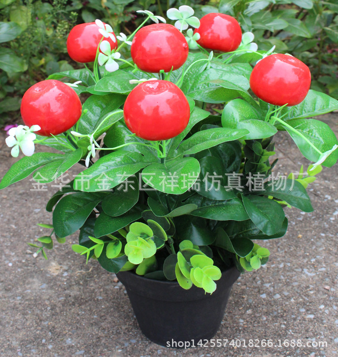 XRS-112迷你小盆栽苹果16叶6果35厘米