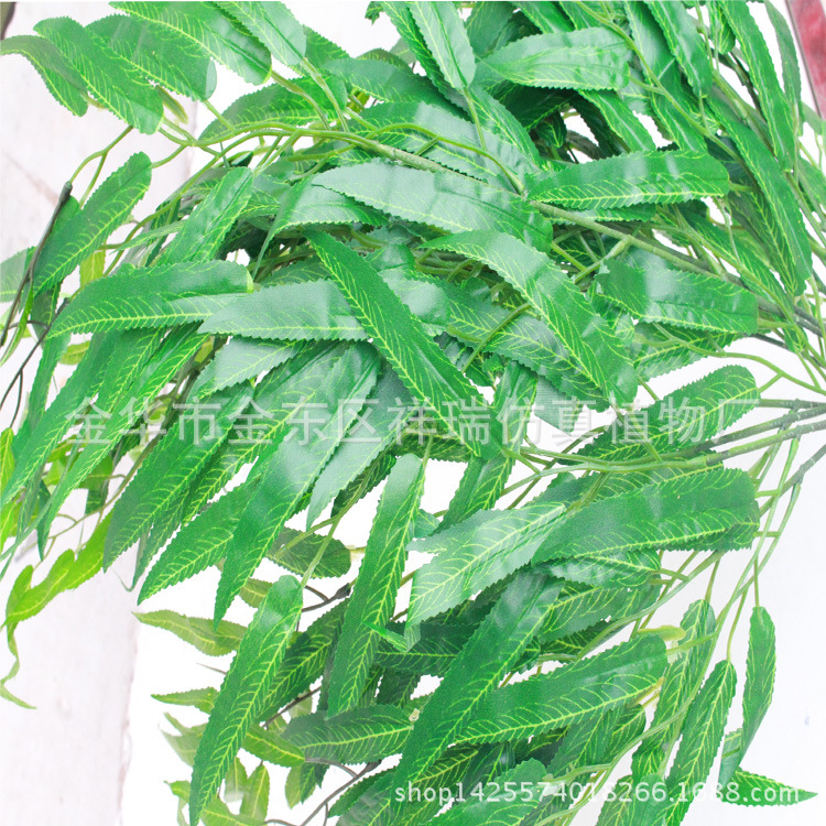 三叉枝柳叶整枝叶子近照