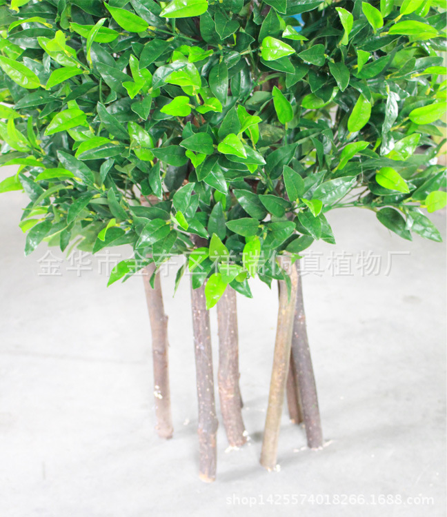 塔形7杆橄榄树2米树杆细节图