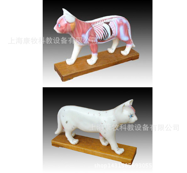猫体针灸模型