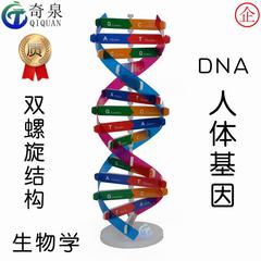 DNA Model of Human Body Gene Helix Science Project DIY Biological Science Experiment Equipment Popular Science Educational Toy