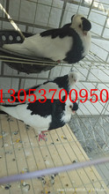 仙女鸽子的市场价格是多少 燕子鸽子图片 黑仙女鸽子养殖场