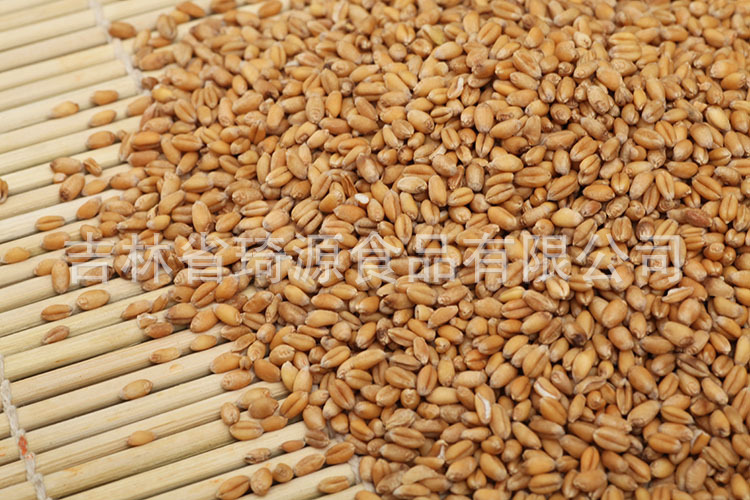 Roasted Wheat Kernels Low Temperature Baked Peeled Wheat for Fresh Soy Milk Northeast China in use