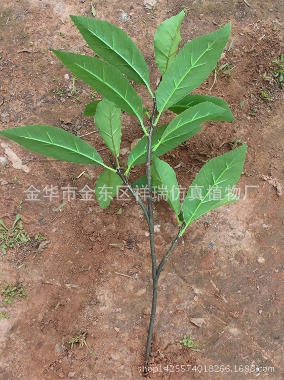 青杠叶3叉枝16叶背