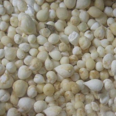 批发供应植物原料药 中药材 光慈菇