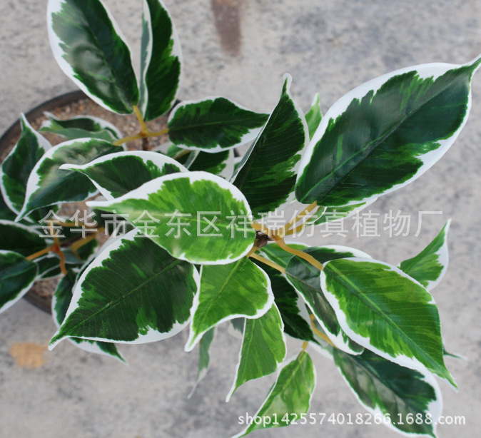 XRB-131四叉枝白边樟树叶44叶52厘米6