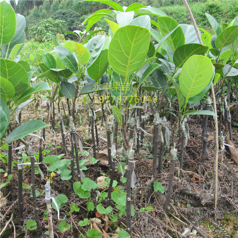 T2jc40XWhaXXXXXXXX-1698688142