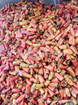 Heat Pepper seed pickled pepper seed Xiansheng 2 Large-scale cultivation 1000 Capsules