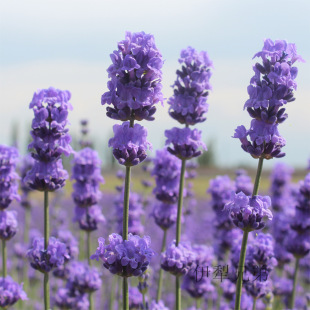 Spot lavender essential oil wholesale 1kg unilateral essential oil aromatherapy essential oil wholesale factory direct sales