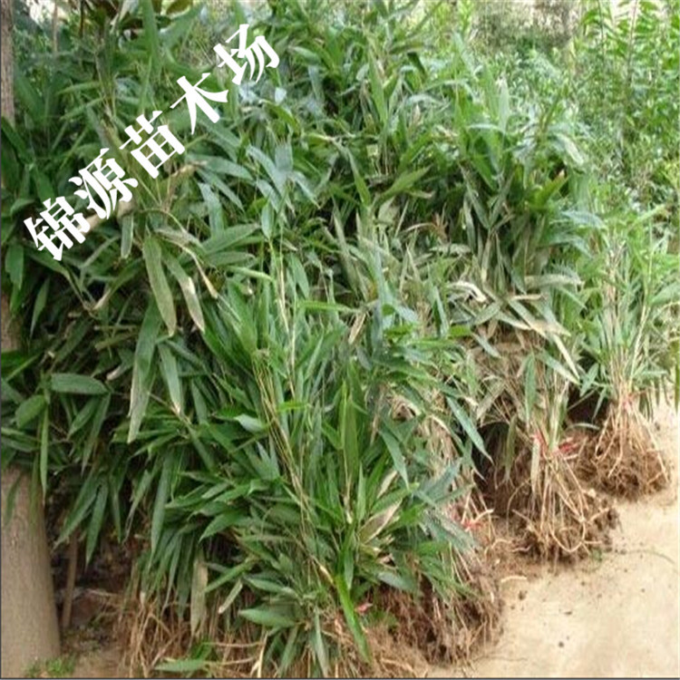 小叶箬竹,阔叶箬竹,箬竹叶_大山谷图库