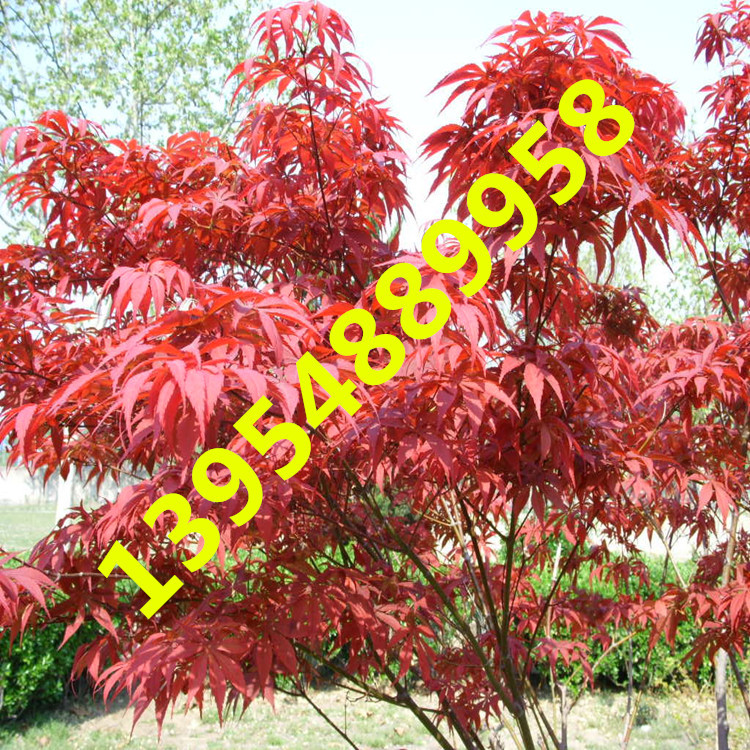 红枫树