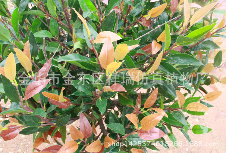 XRS-098盆栽红叶树叶子1