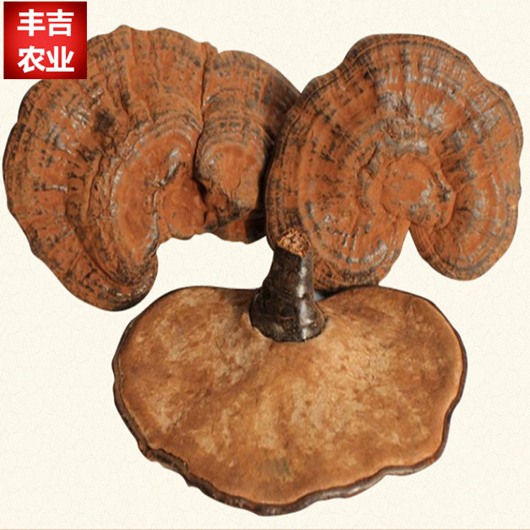 豐吉靈芝基地直供椴木紫靈芝靈芝茶整枝