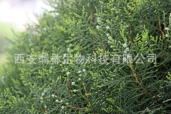 侧柏叶提取物|侧柏提取物|植物提取物 瑞林生物 现货供应 量大优-阿里巴巴
