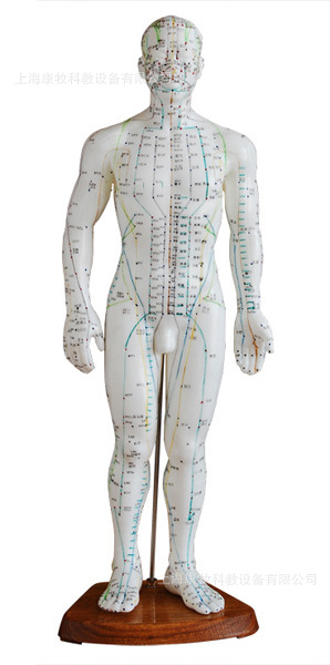 人体针灸模型 50CM