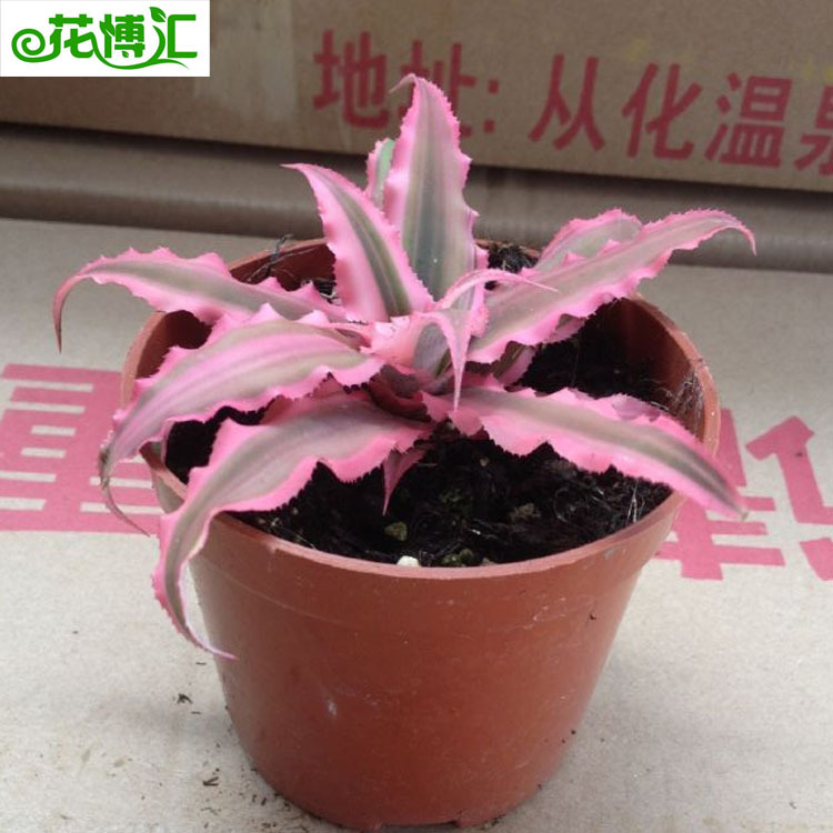 Wholesale Green Plants Observation Plant Pot Planting Suitable for…