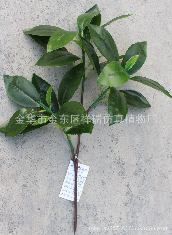 XRB-127三叉贵定云雾茶叶30叶58厘米5