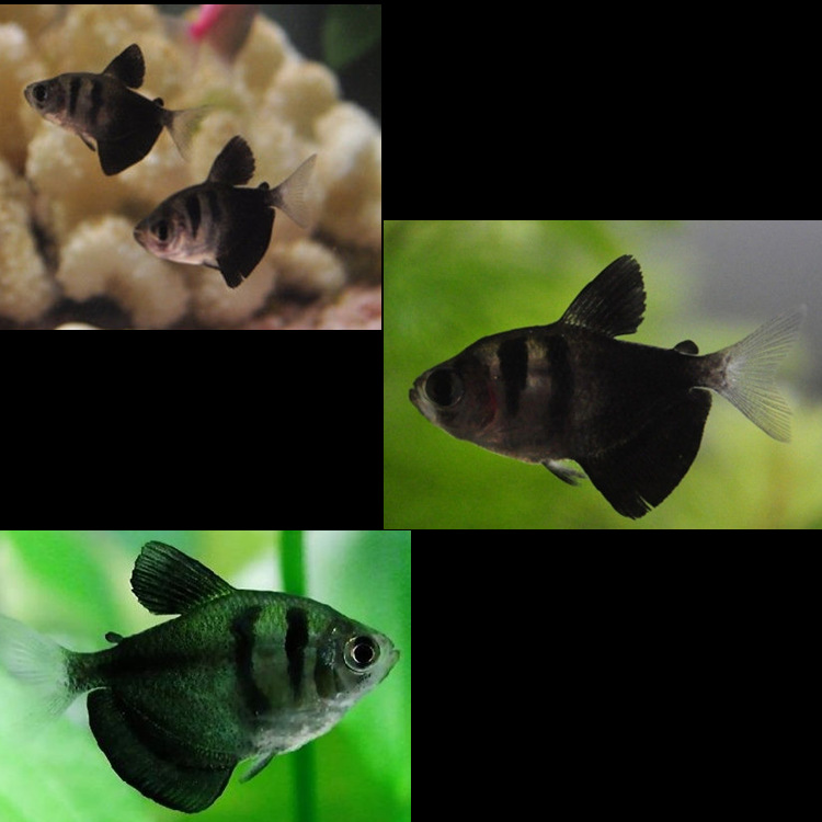 QQ图片20150613123157_副本