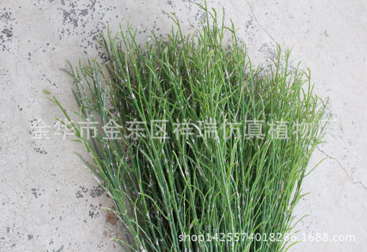 XRB-076梭梭草单枝近照