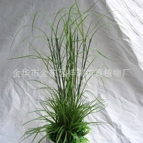 三棱草麦冬组合