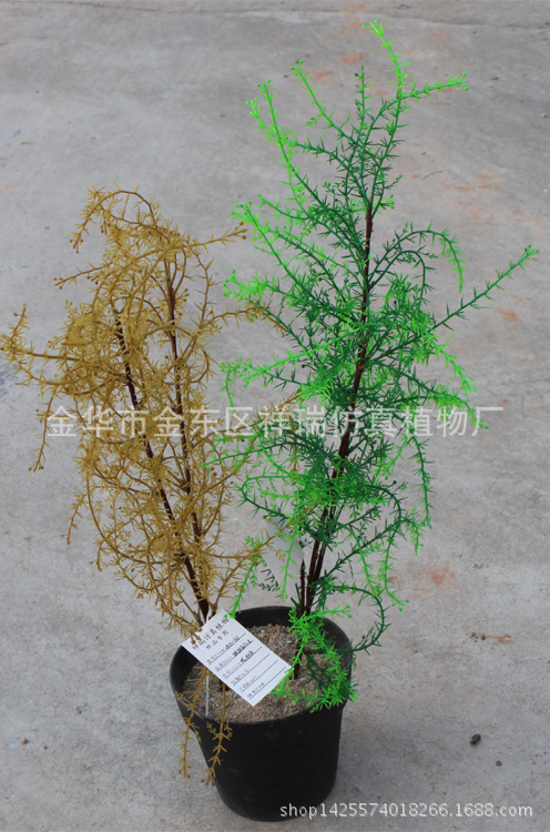 XRB-135骆驼刺叶2叉枝60叶秋色6