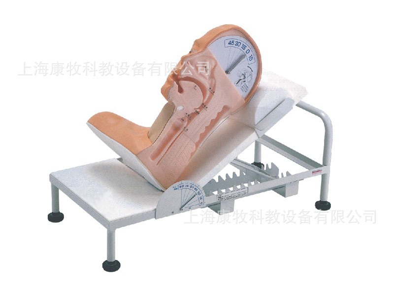 高级吞咽机制模型