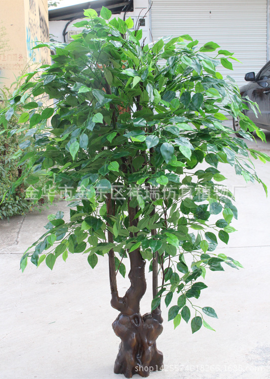 XRS-107古龙树头绿榕树1512叶150厘米1