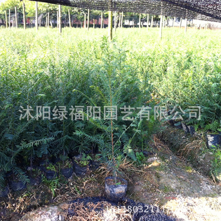 批发 南方红豆杉曼尼亚红豆杉苗60-150CM 庭院观赏绿化 净化空气