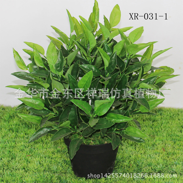 XRS-031盆栽橄榄叶343叶50厘米