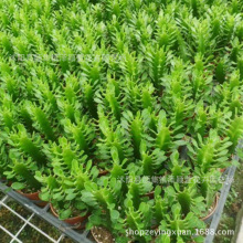 ����ֱ�N ����ֲ������ ���̾G�� ֲ������ϵ��