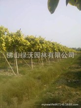 广东佛山供应8-10公分的产品富贵榕园林绿化苗木绿化行道树