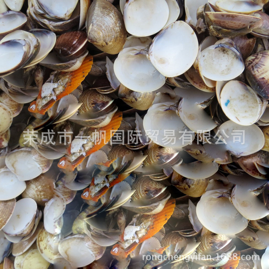 supply high quality Shell powder Oyster shell powder Manufactor Direct selling feed soil Conditioner egg Ducks