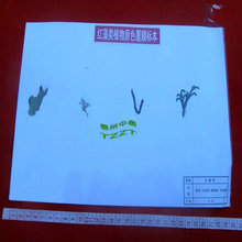 紅藻類植物原色覆膜標本 紫菜等四種 J4158 生物實驗器材