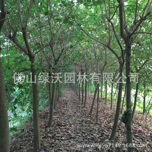 ����1000���׏�10���ֵ���t�����G���t������ף��G���G��ľ