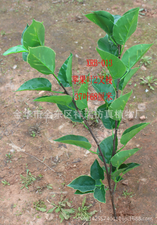 苹果二叉枝37叶整