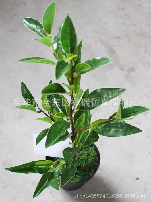 XRB-125四叉枝安吉白茶叶59叶50厘米