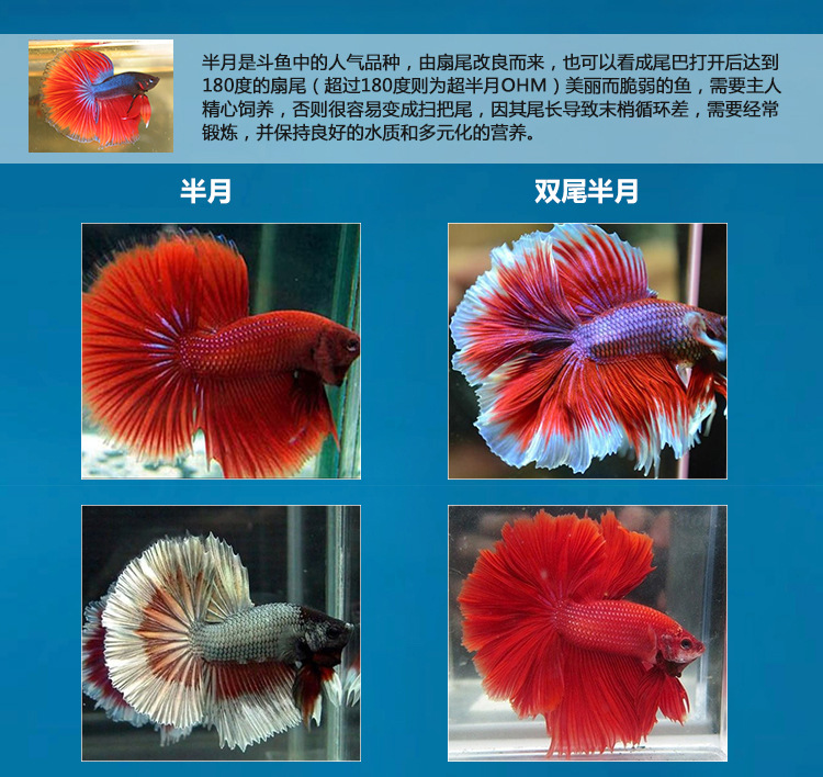 TB2.DOpcVXXXXXZXpXXXXXXXXXX-22