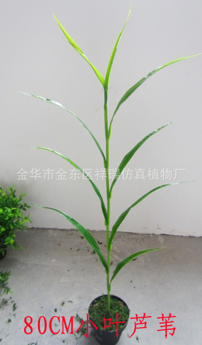 小芦苇叶9叶80厘米整1