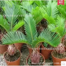 l ߙnСF ҃Gֲ ļ ՚⃞