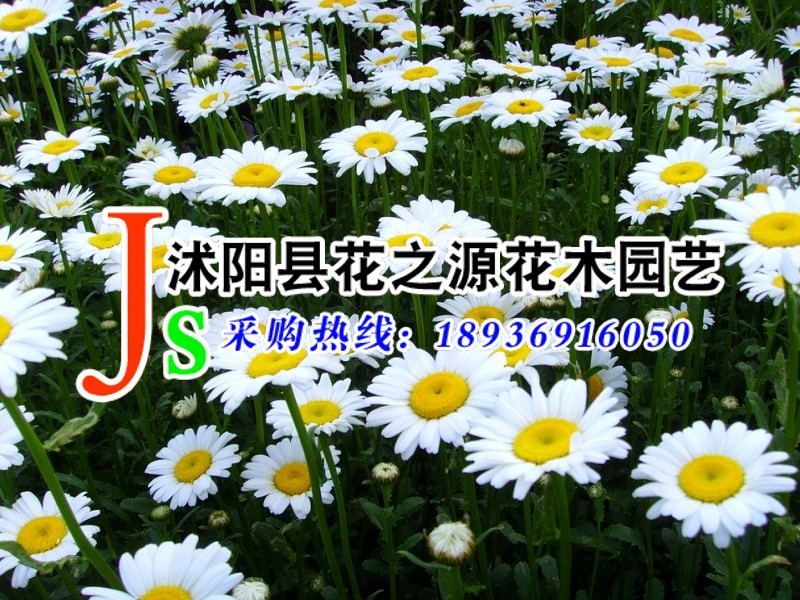 批发景观花卉种子大滨菊种子别名西洋滨菊多年生草本花卉植物 阿里巴巴